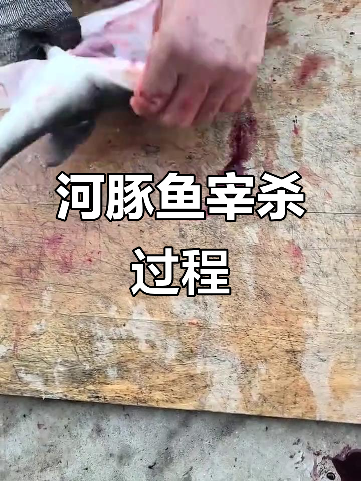 唐山大厨揭秘河豚鱼宰杀技巧,卵巢和籽儿都有毒