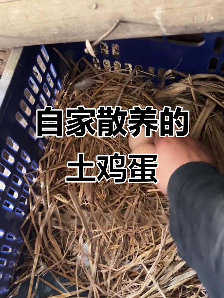 湖北散养土鸡蛋,五谷杂粮喂养的农家美味