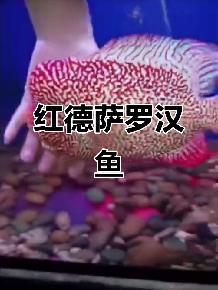 红德萨罗汉鱼：美丽观赏鱼的魅力展示