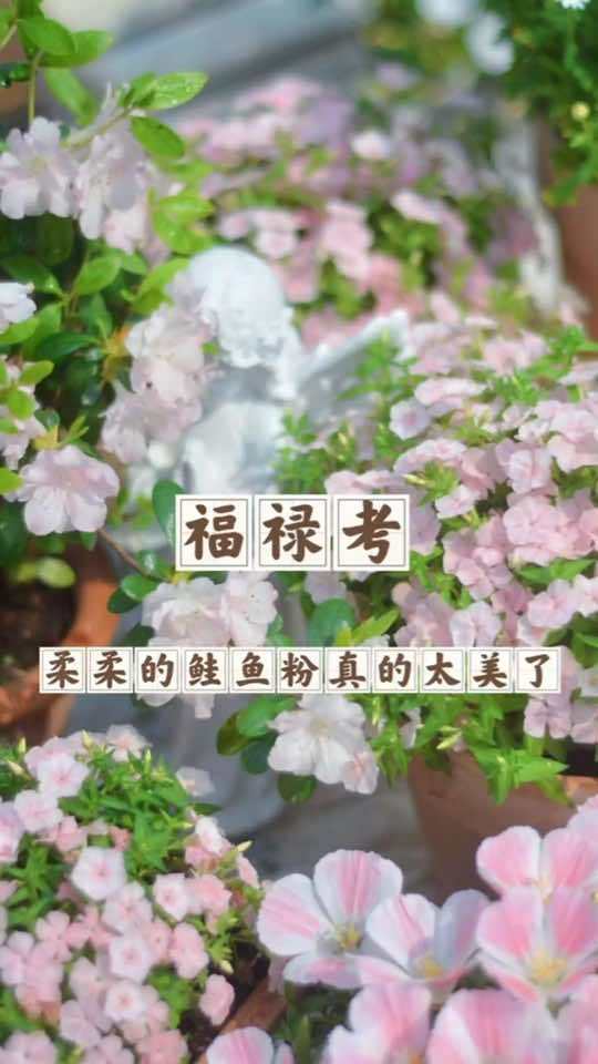 福禄考柔柔的粉色真的太美了,轻松养护就能开花成球,花期还很长哦。花园生活 庭院植物 家庭园