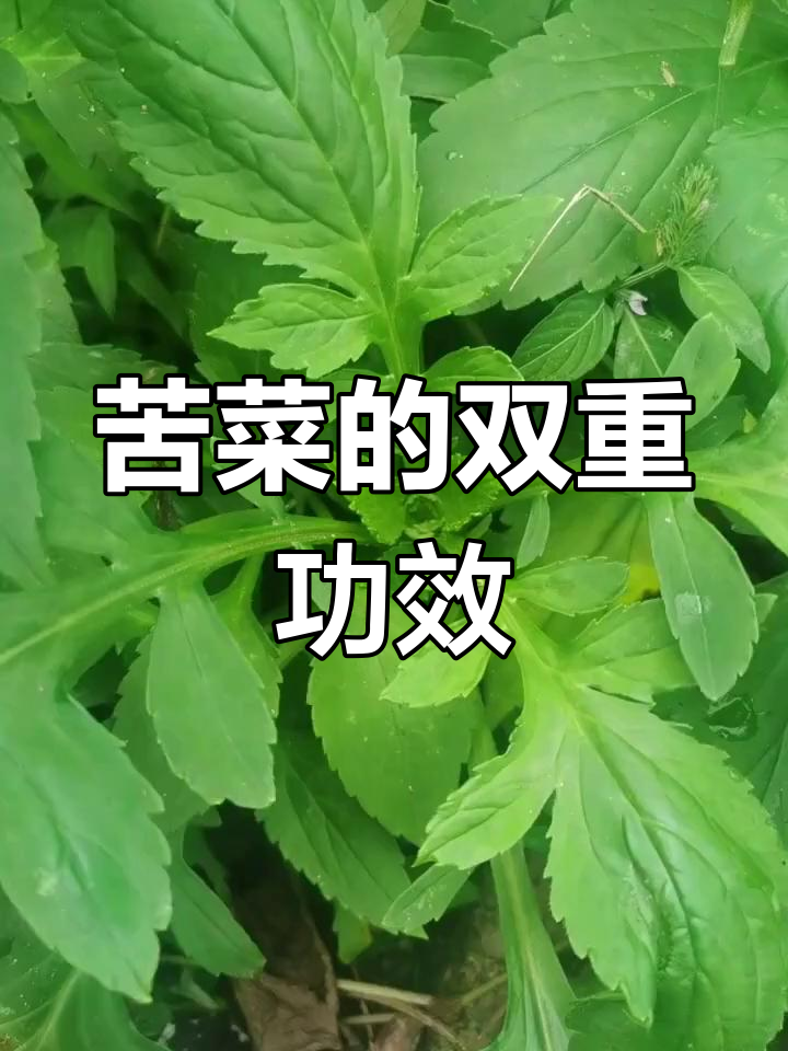 白花败酱草:农村常见野菜与药材
