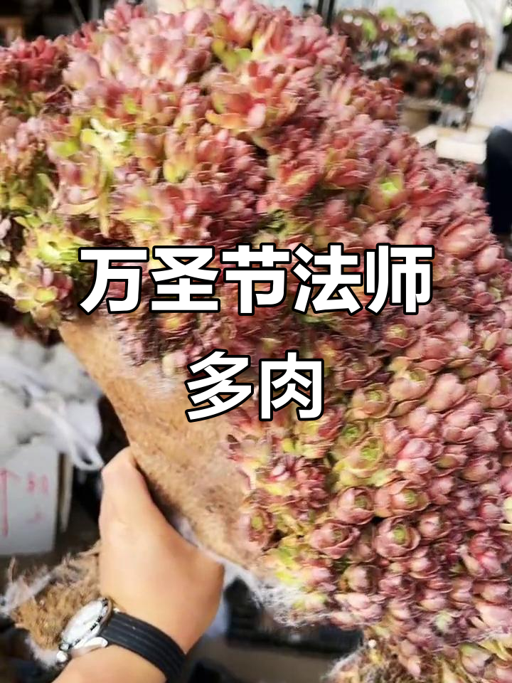 韩国万圣节法师多肉，欧紫缀化惊艳登场