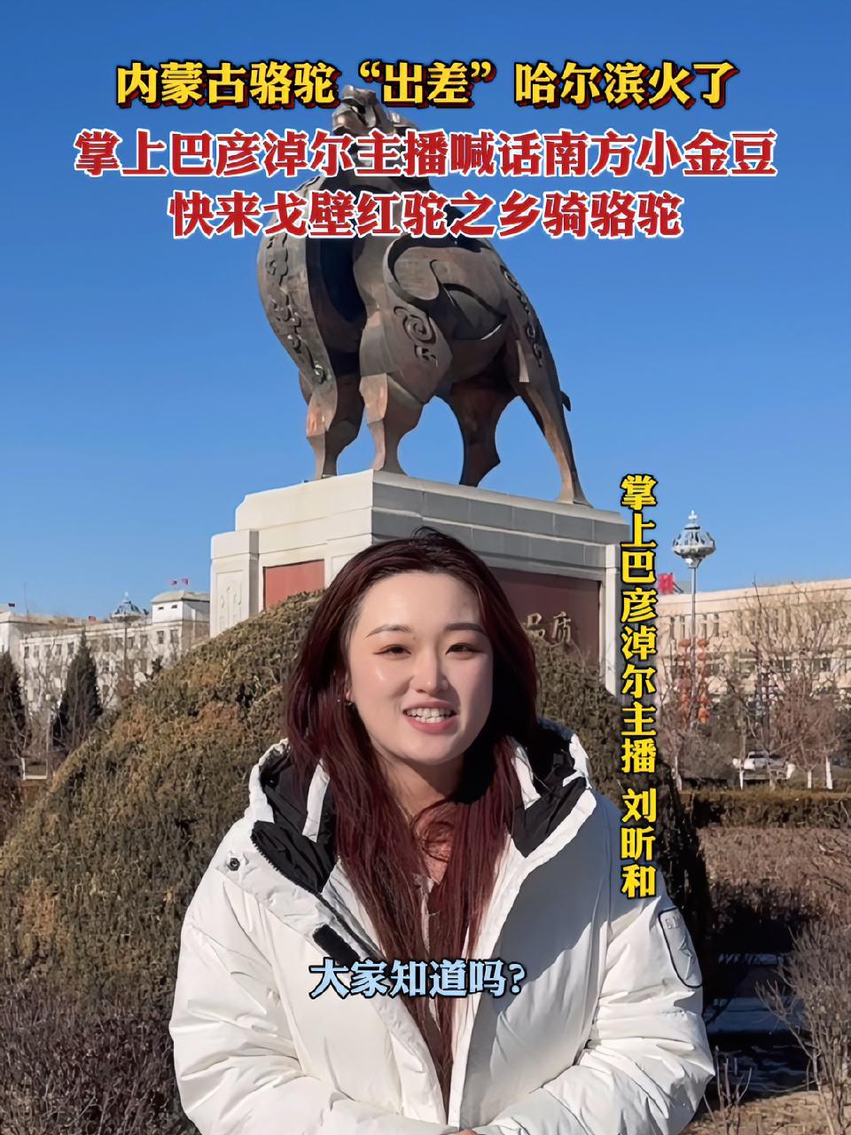 内蒙古骆驼“出差”哈尔滨火了,掌上巴彦淖尔主播喊话南方小金豆:快来戈壁红驼之乡骑骆驼 欢迎