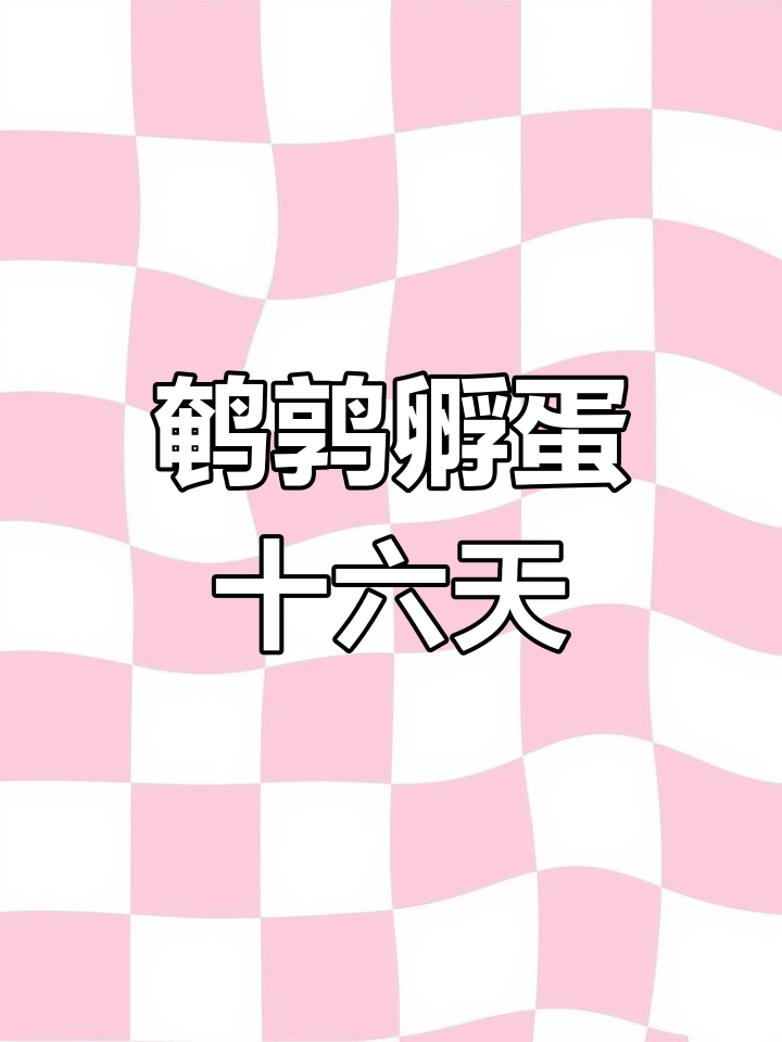 鹌鹑孵化第十六天,蛋壳破裂小鸡出壳全过程