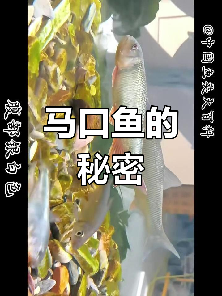 马口鱼:山区溪流中的经济宝藏,繁殖力强又美味