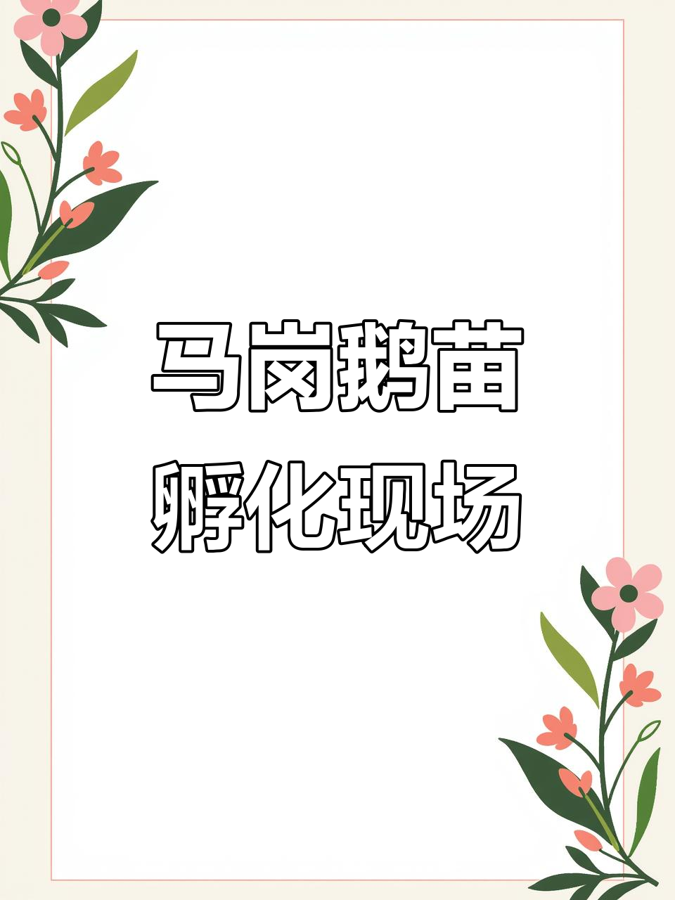 广西、广东等地马岗鹅苗孵化场实拍,质量第一,专车专线配送