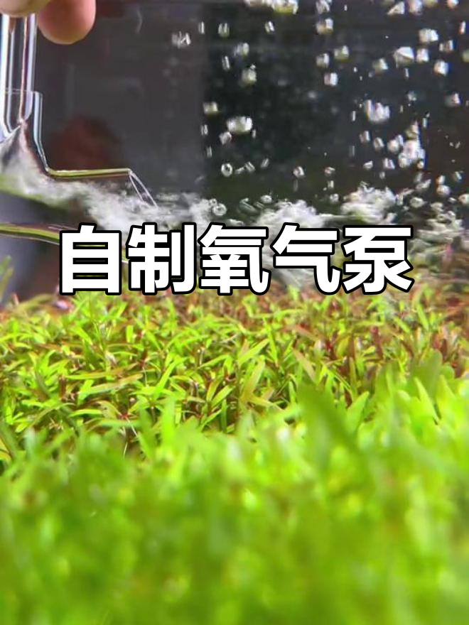 鱼缸增氧新方法,轻松搞定