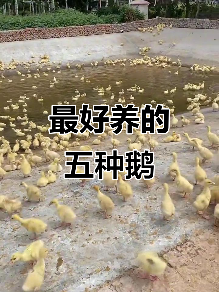 五种最适合养殖的鹅品种，生长快、抗病力强
