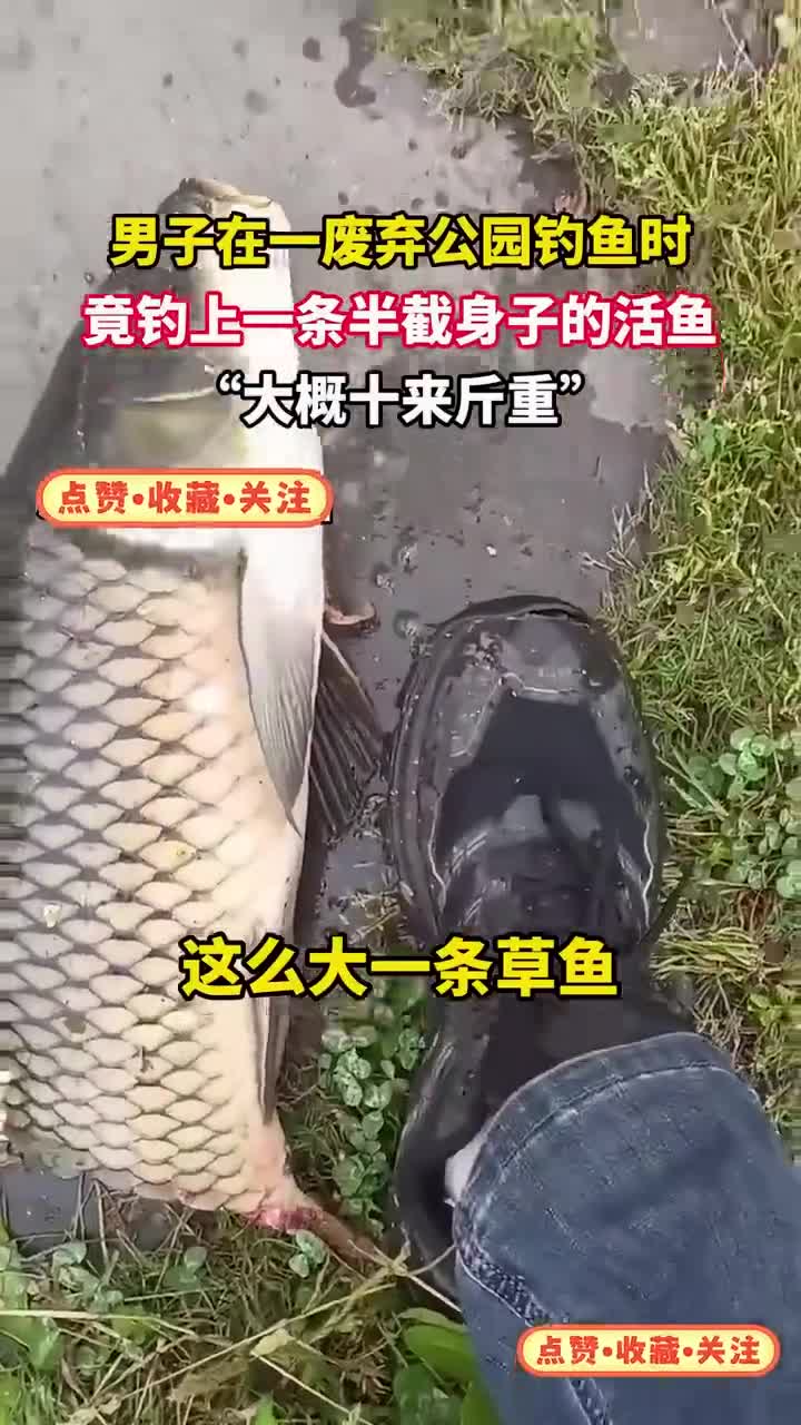 男子废弃公园钓鱼，竟钓上半截身子的活鱼！