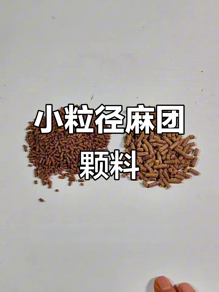麻团颗粒饵料推荐，钓罗非鲤鱼必备