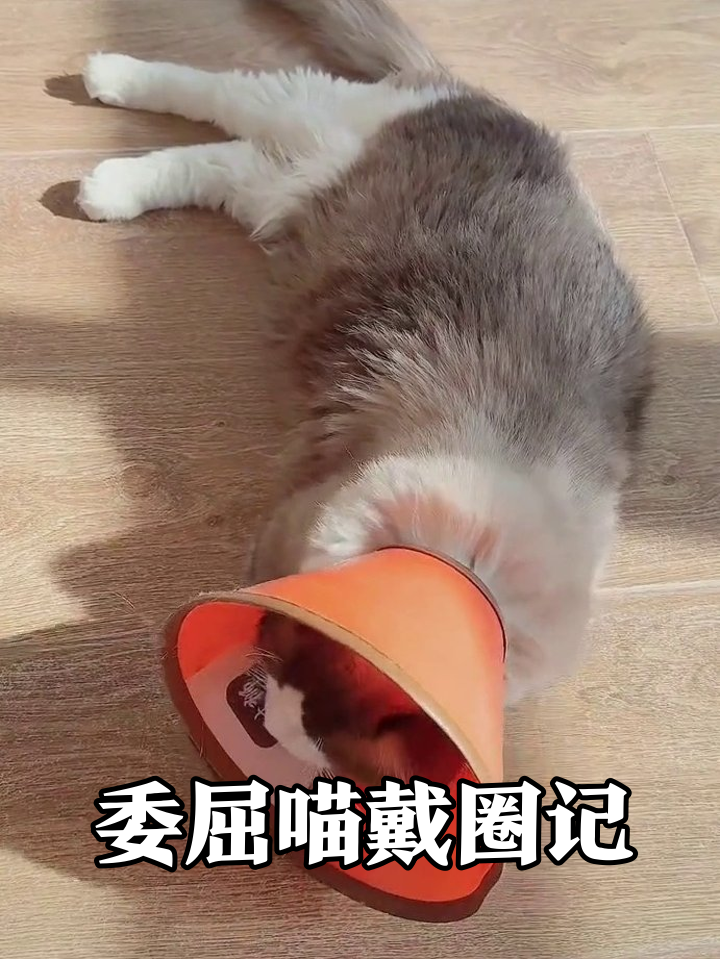 猫戴“薯片桶”圈晒太阳,想舔毛被卡到怀疑喵生