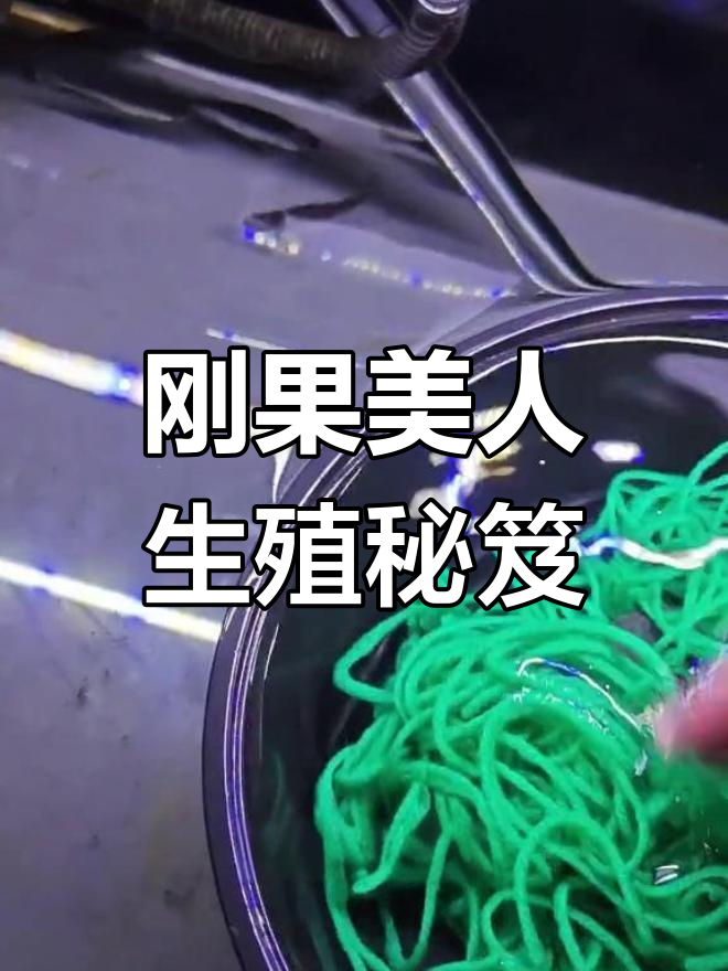 刚果美人繁殖全解析,营养是关键!