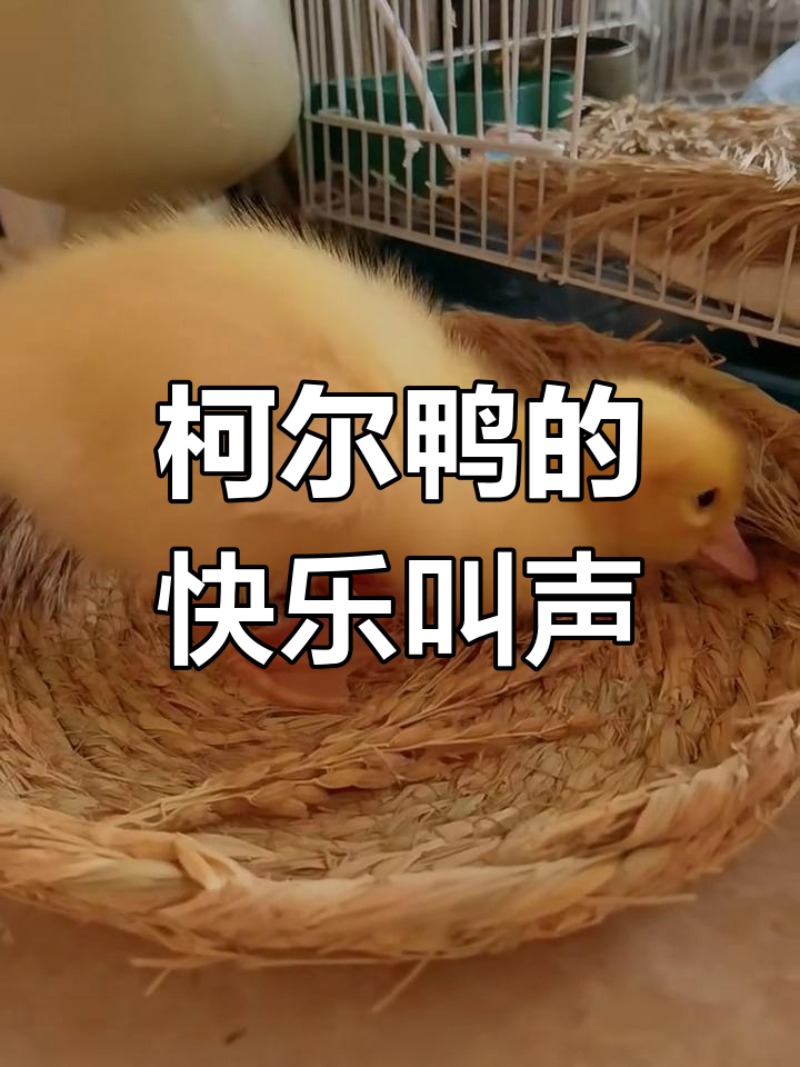 柯尔鸭开心叫声大揭秘,听听这声音有多欢乐