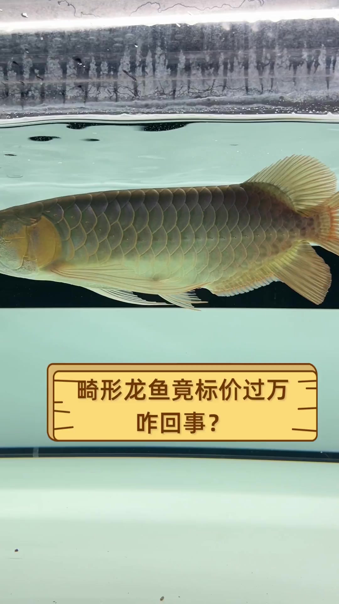 畸形龙鱼竟标价过万,咋回事?