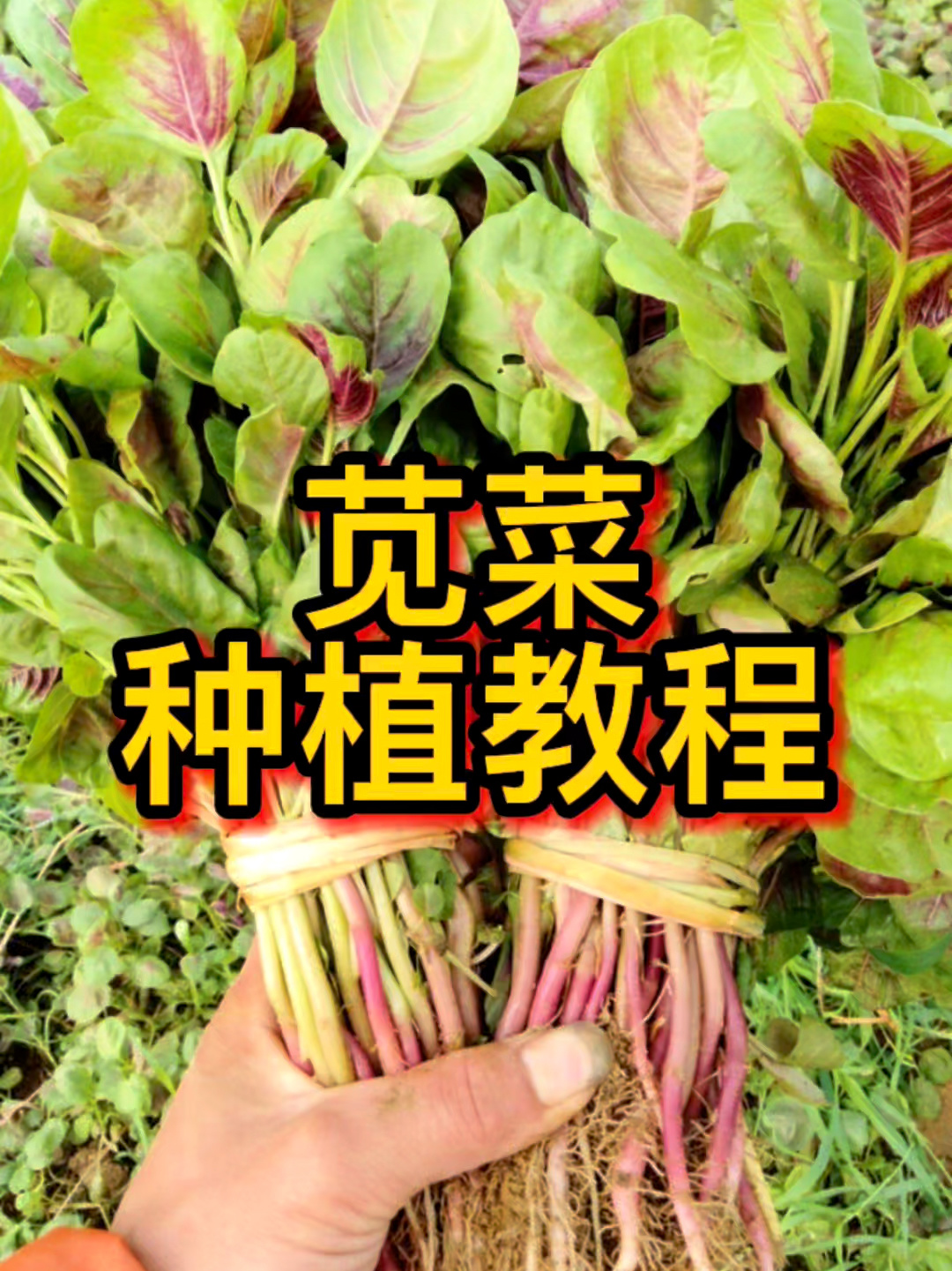蔬菜种植教程 红苋菜