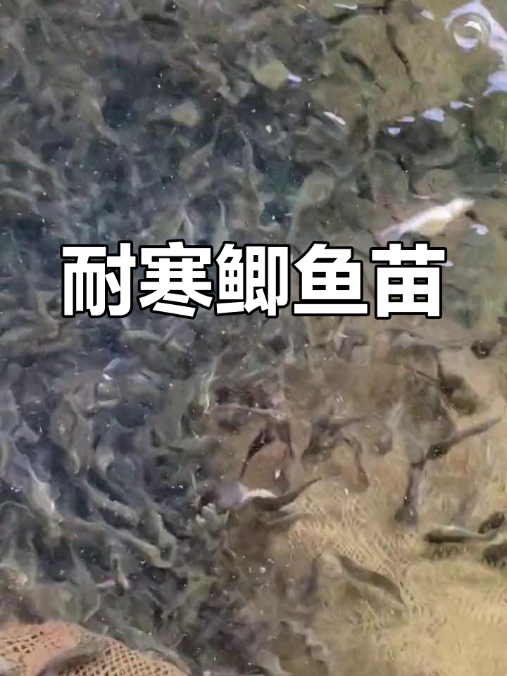 中科5号鲫鱼苗,耐寒抗病力强,适合全国养殖