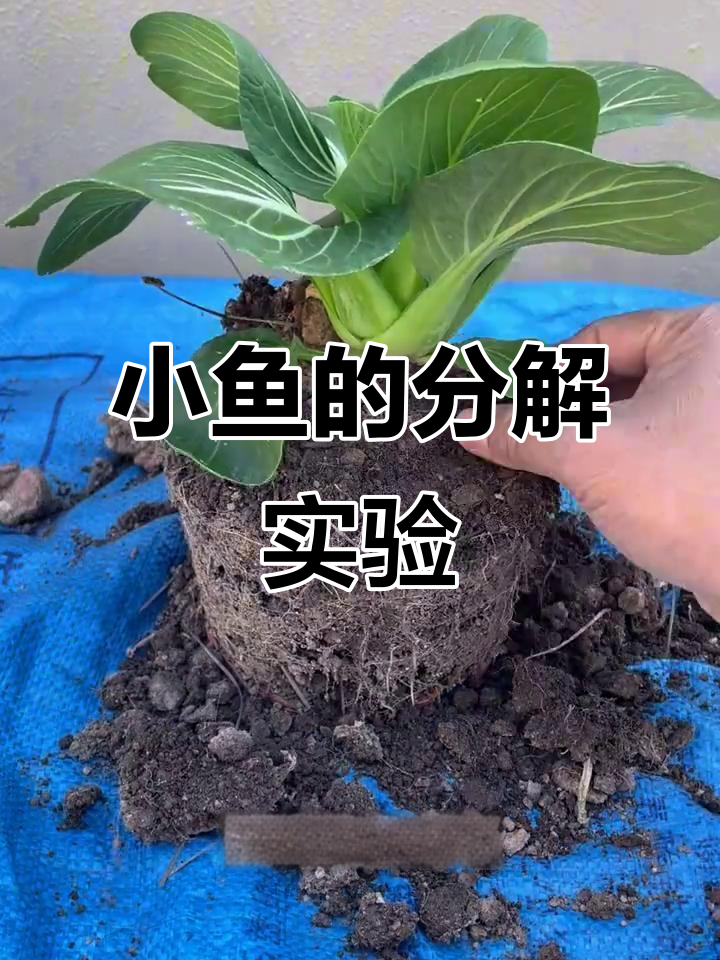 鱼埋土里一个月,竟然能分解成这样!