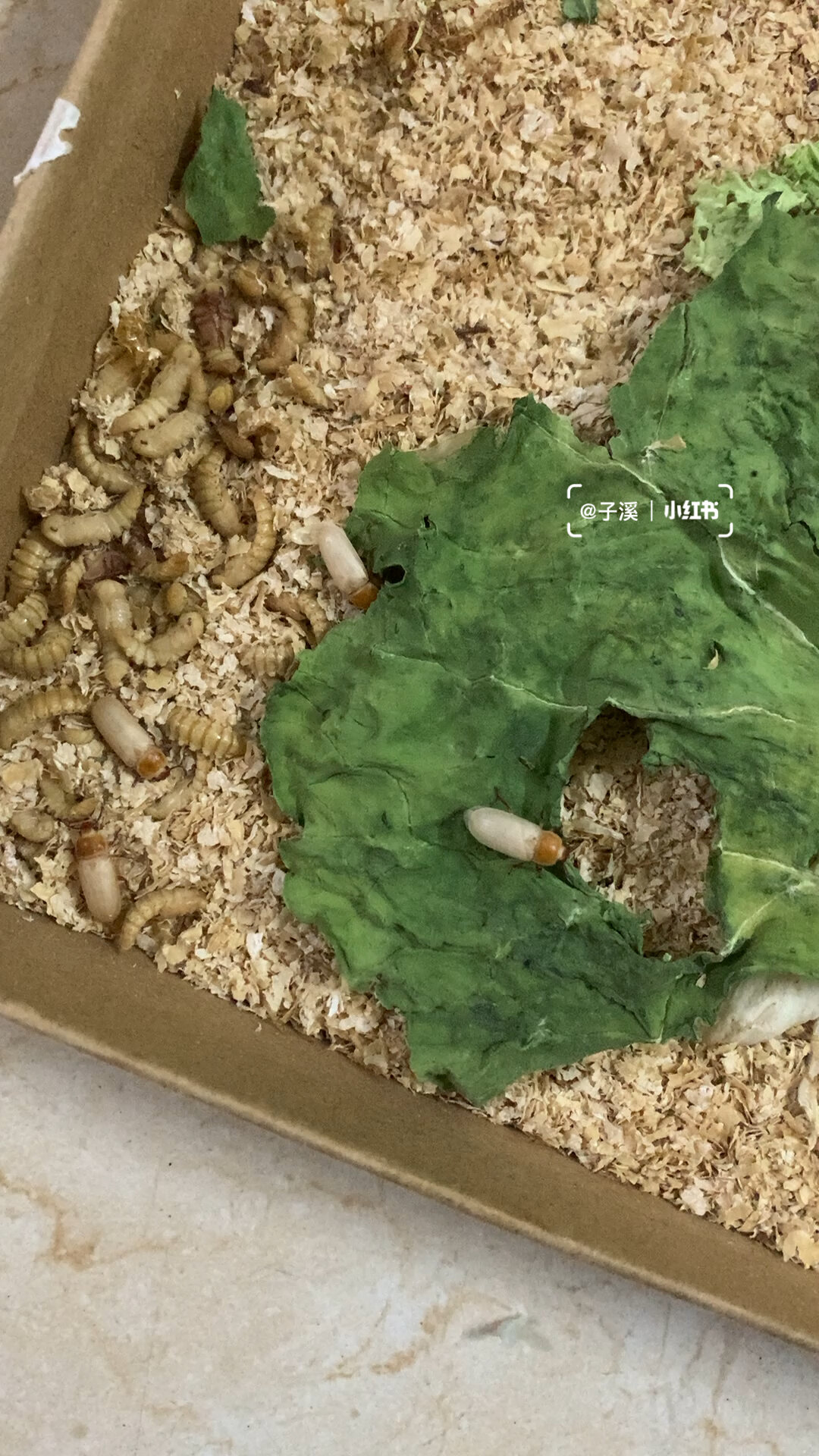 天冷不断孵化出面包虫成虫