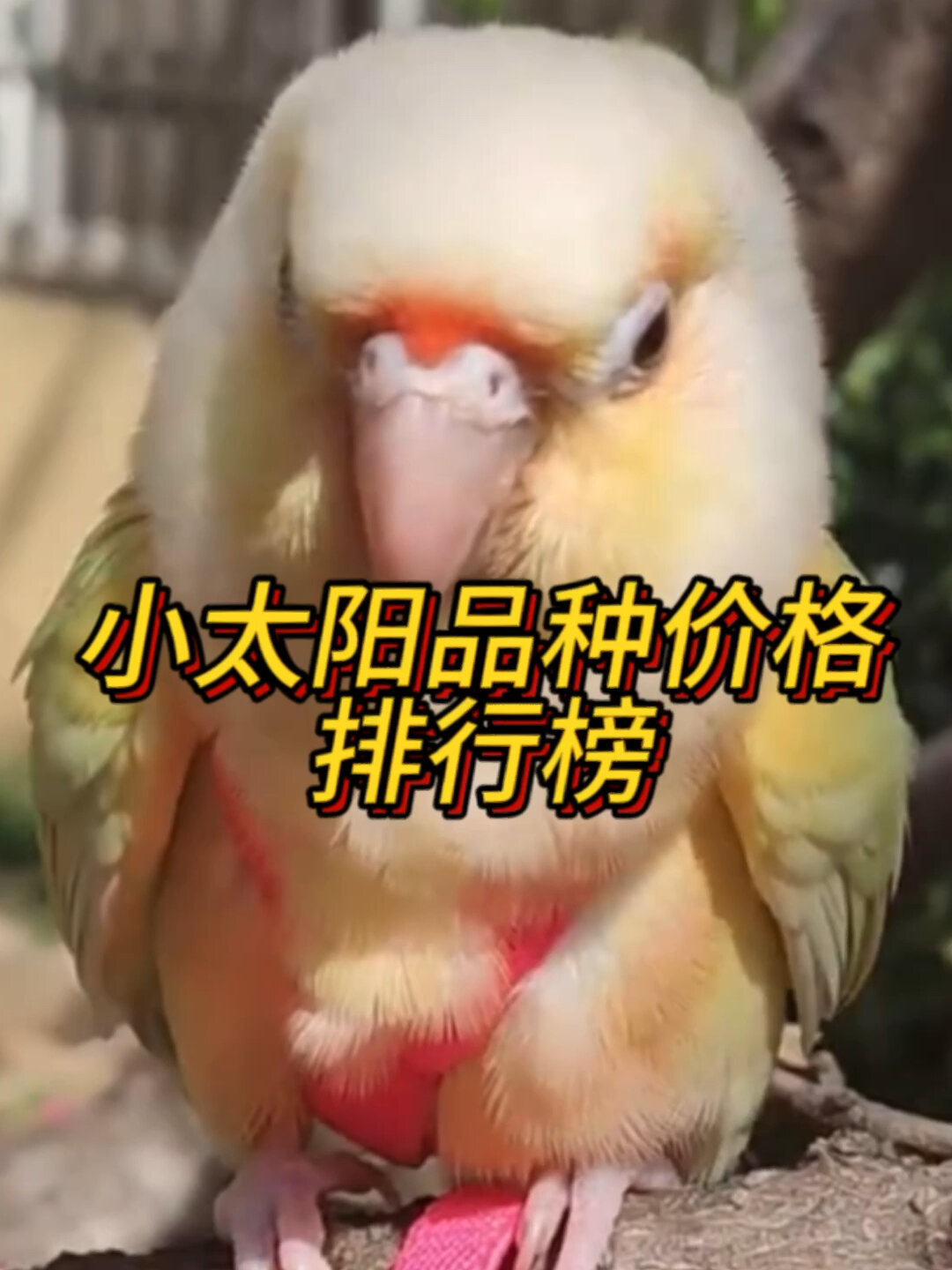 小太阳鹦鹉品种价格排行榜