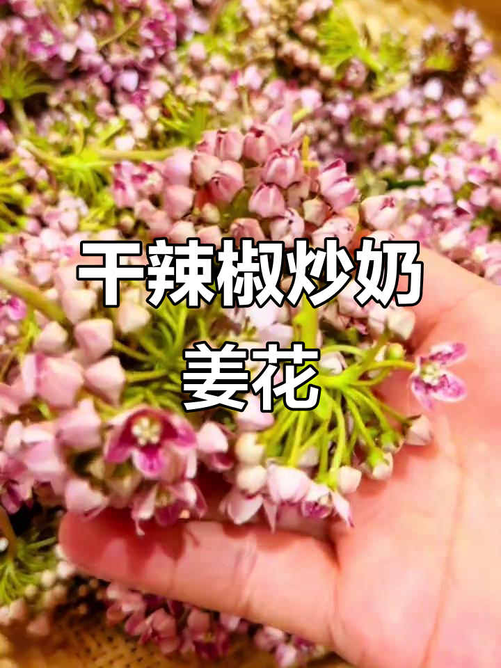 云南野花炒奶浆,干辣椒爆香带来山间香气