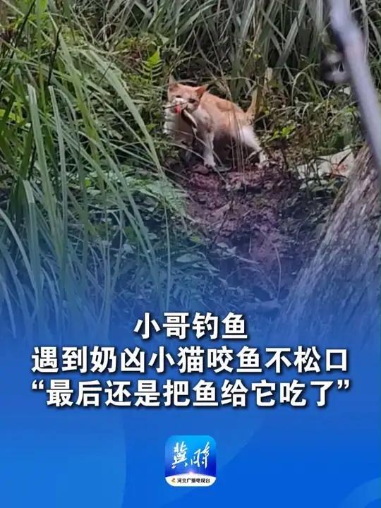 小哥钓鱼遇到奶凶小猫咬鱼不松口 “最后还是把鱼给它吃了” 搞笑钓鱼感谢提供素材并接受采访~