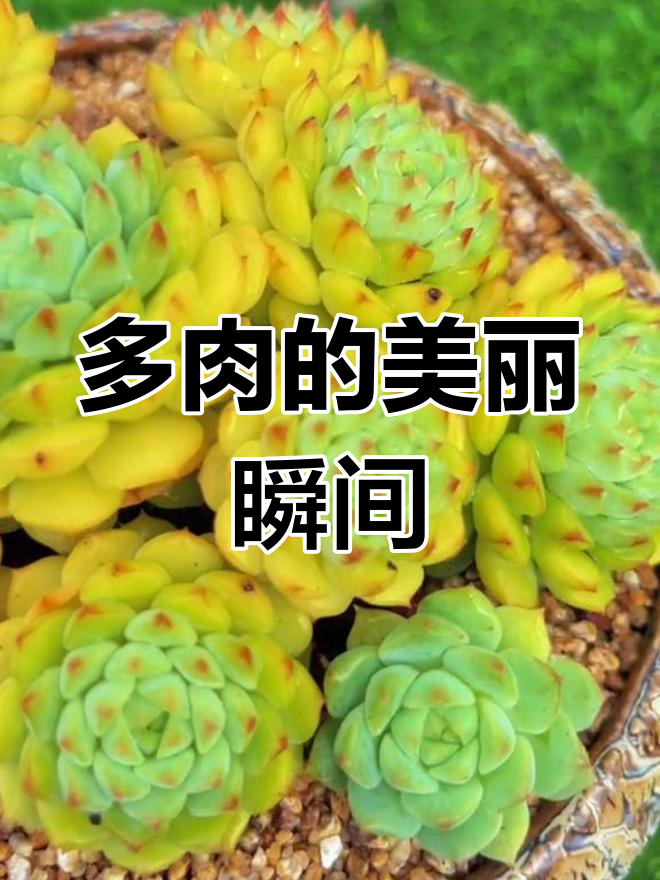 熊猫脸的多肉魅力