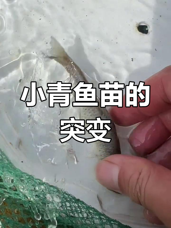 麦穗鱼变异?青灰色小青鱼的惊现
