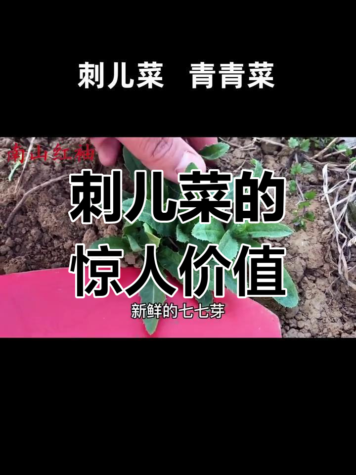 农村常见刺儿菜,竟是宝藏!了解它的价值与用途