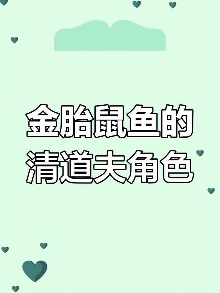 鱼缸里的清洁工,金胎鼠鱼每天都在加班工作