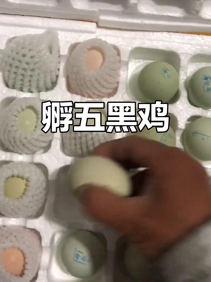 五黑鸡蛋孵化全过程