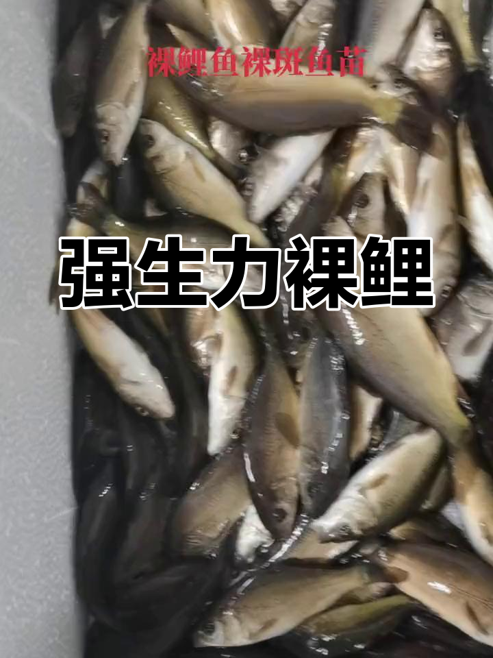 裸鲤鱼苗:强生存力的杂食性鱼类