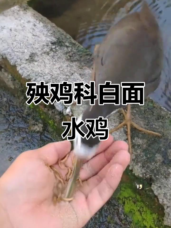 白面水鸡:稻田中的“水狗”,软体动物为食