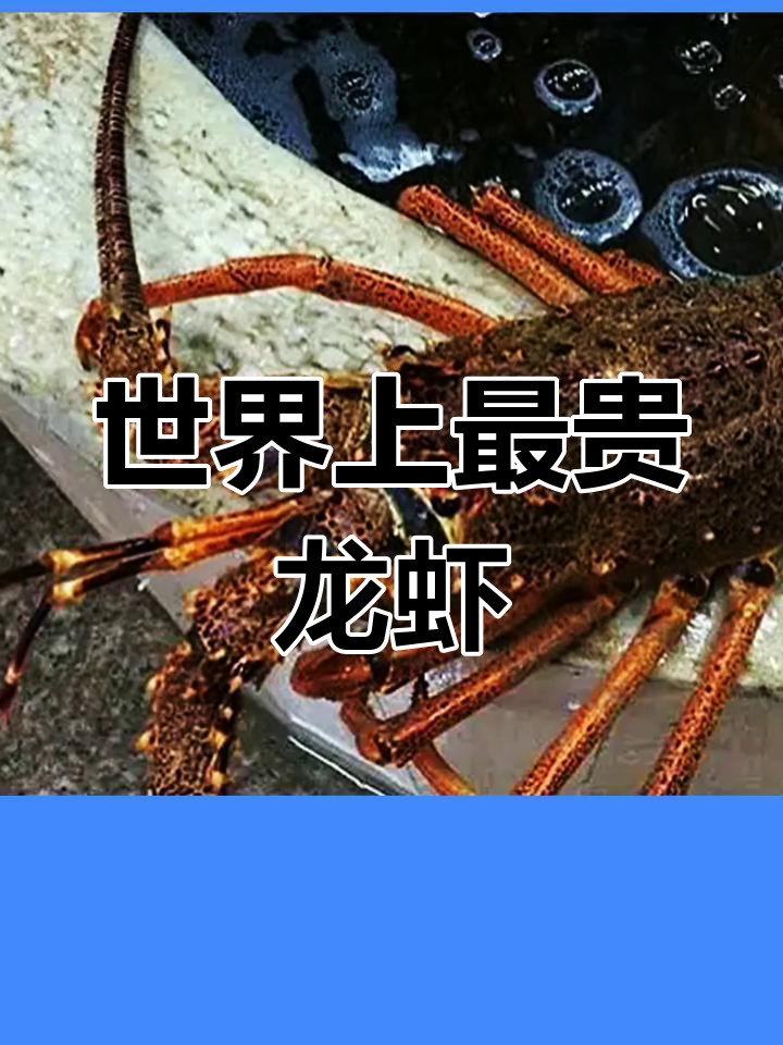 世界最昂贵的五种龙虾,稀有又美味