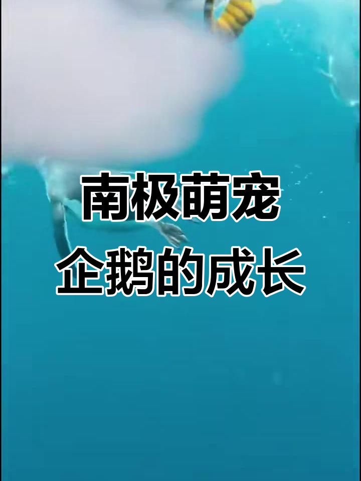 企鹅爸爸守护宝宝,南极冰雪中的温暖故事