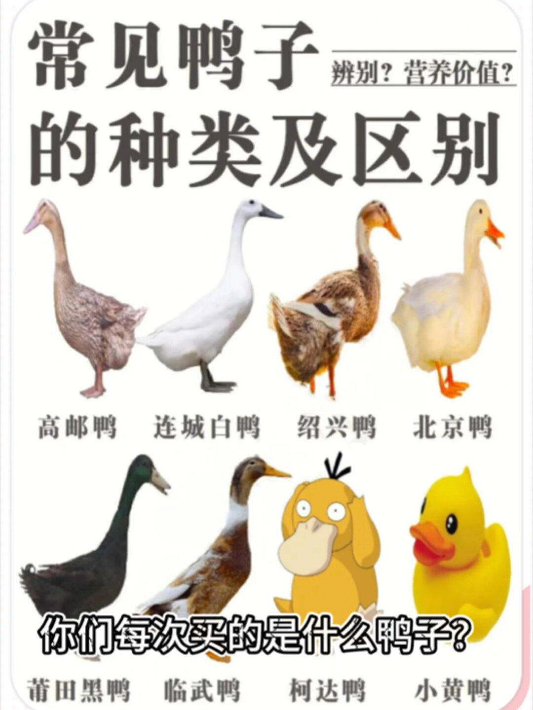 常见鸭子的种类及区别