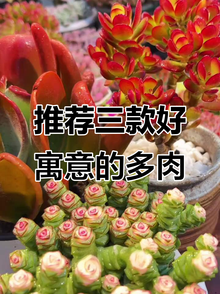 三款寓意深刻的多肉植物,哪一款最适合你?