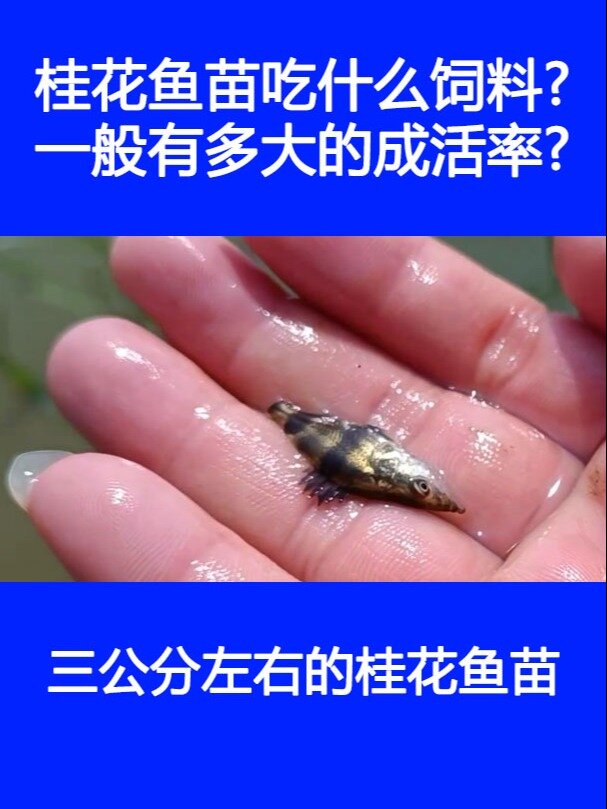 桂花鱼苗吃什么饲料一般有多大的成活率