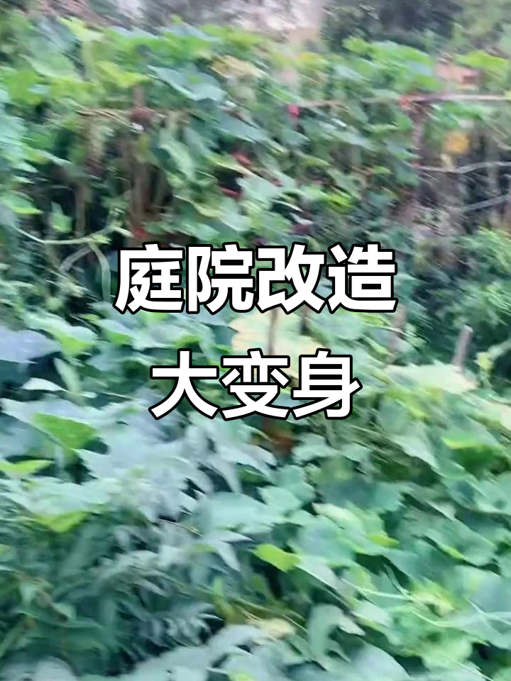 庭院改造:从菜园到花园,打造梦想家园