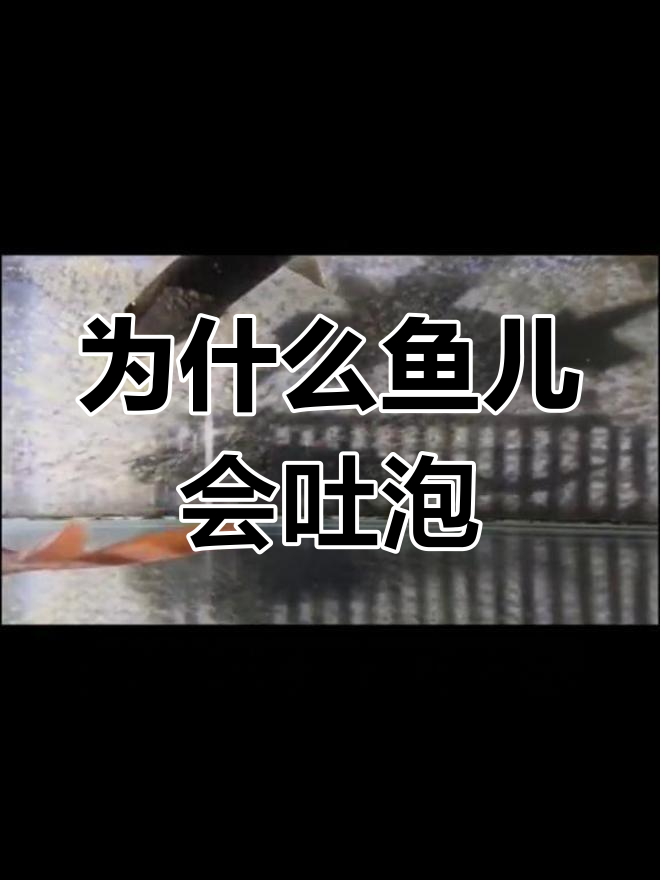 鱼吐泡泡的秘密
