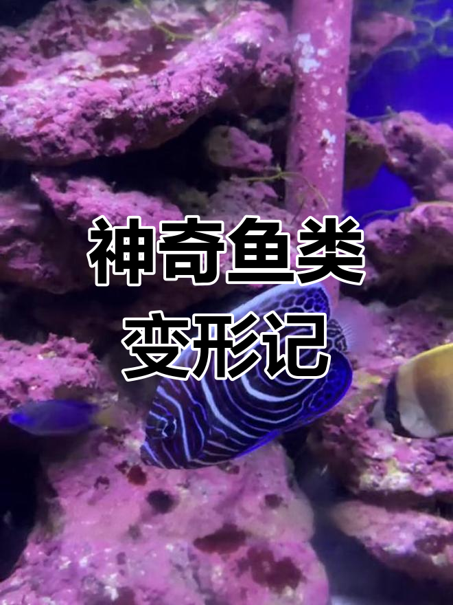 皇后幼鱼竟能变身,人类十八变也不及它!