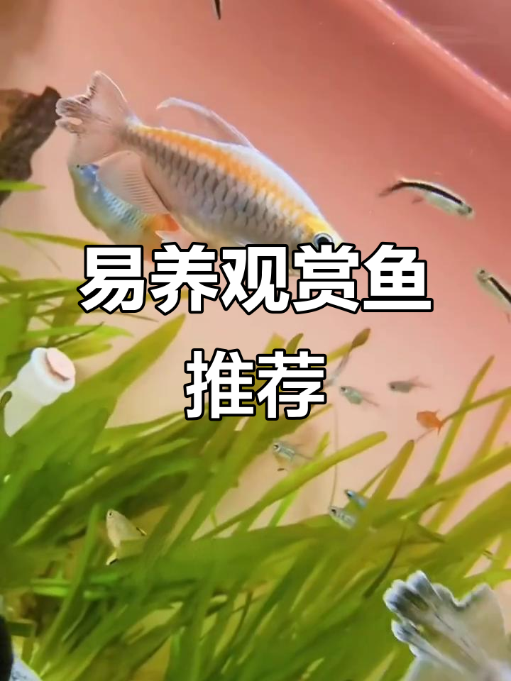 推荐6种易养、群游性强的热带鱼，超适合新手！