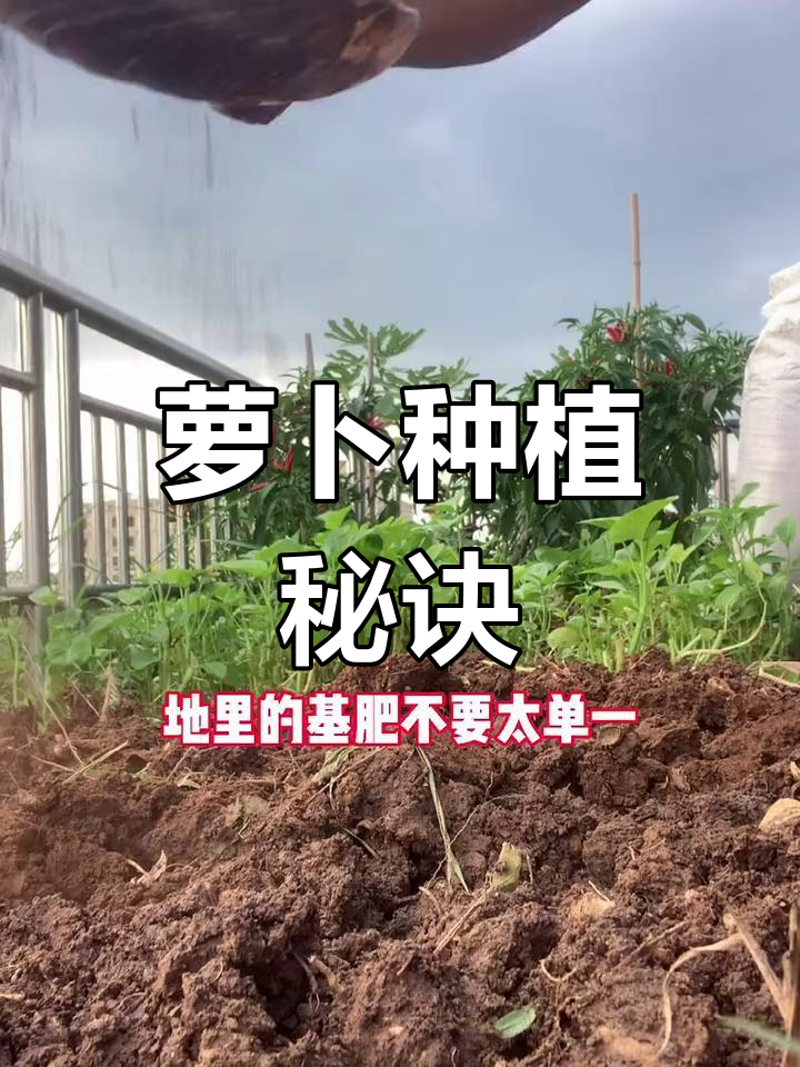 八月初,萝卜种植开始,菜籽饼助力生长更旺盛