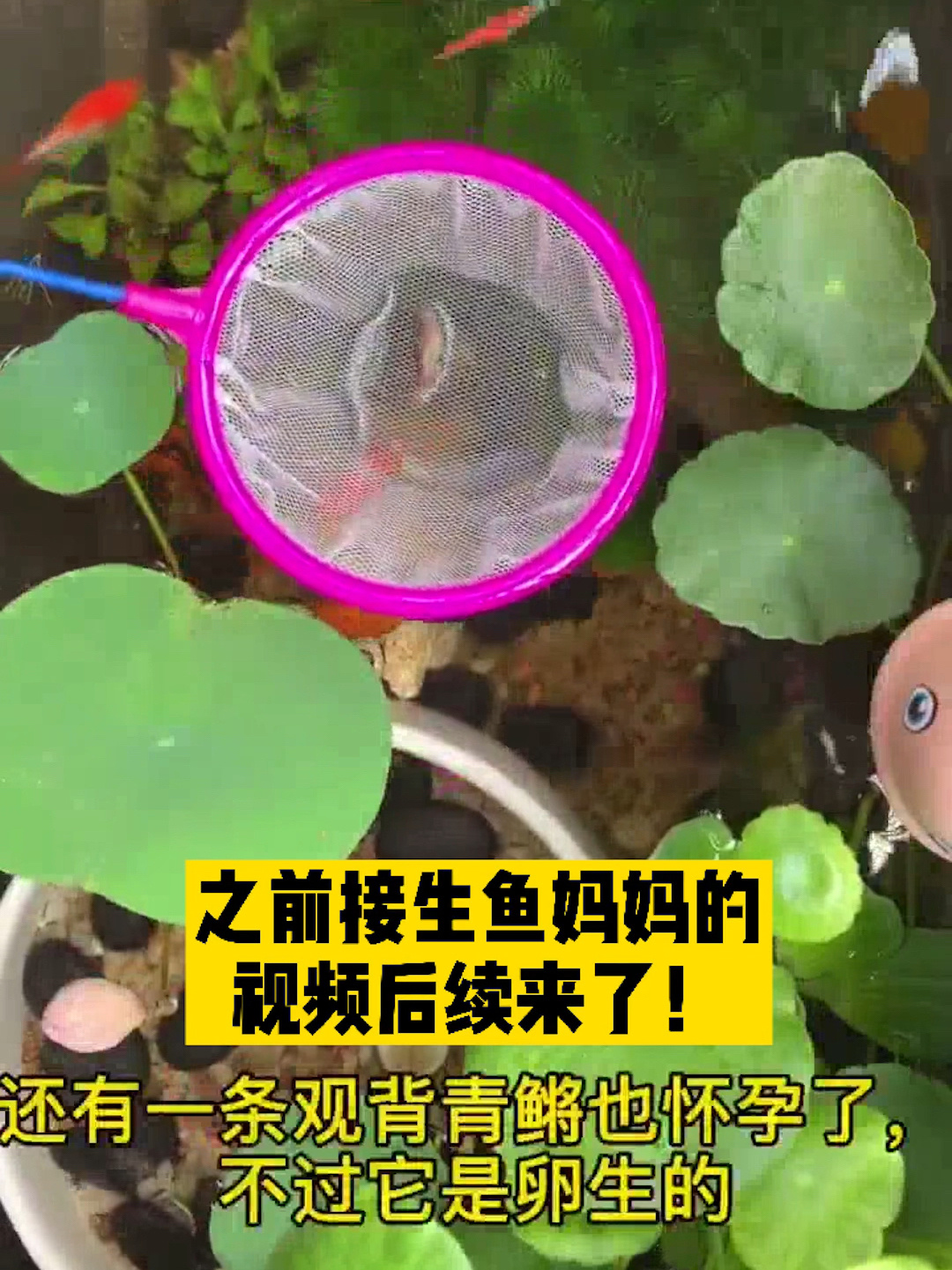 观背青鳉鱼卵孵化鱼崽成功