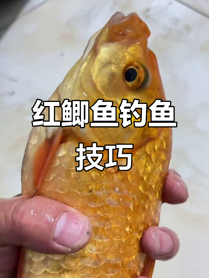 绝版红鲫鱼钓鱼技巧大揭秘,雨天也能轻松钓获