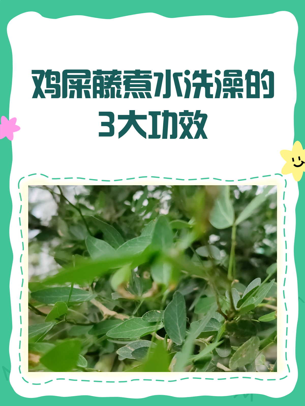 鸡屎藤煮水洗澡?解锁它的隐藏养生技能!