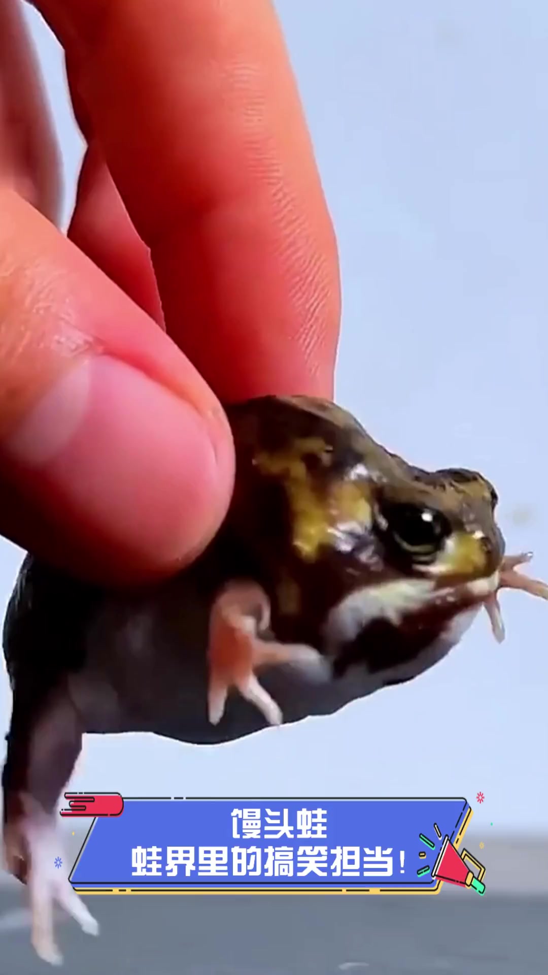 馒头蛙,蛙界里的搞笑担当!