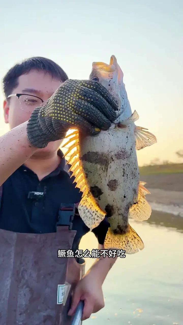 臭鳜鱼为什么贵?因为鳜鱼是肉食性鱼类,一年要吃掉成千上万的小鱼小虾