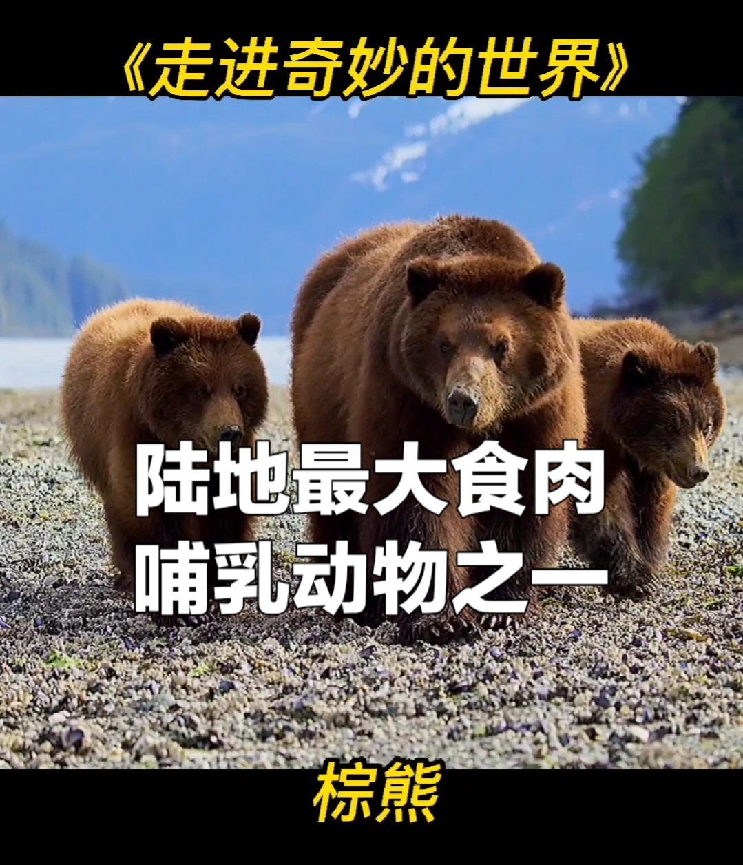 陆地食肉目最大哺乳动物之一