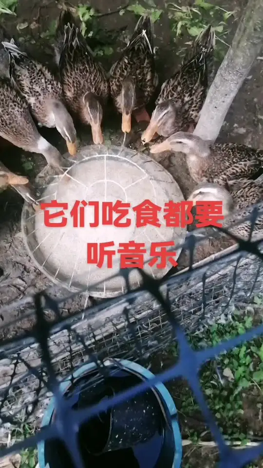 辛勤劳动者记录农村土鸭的别样生活