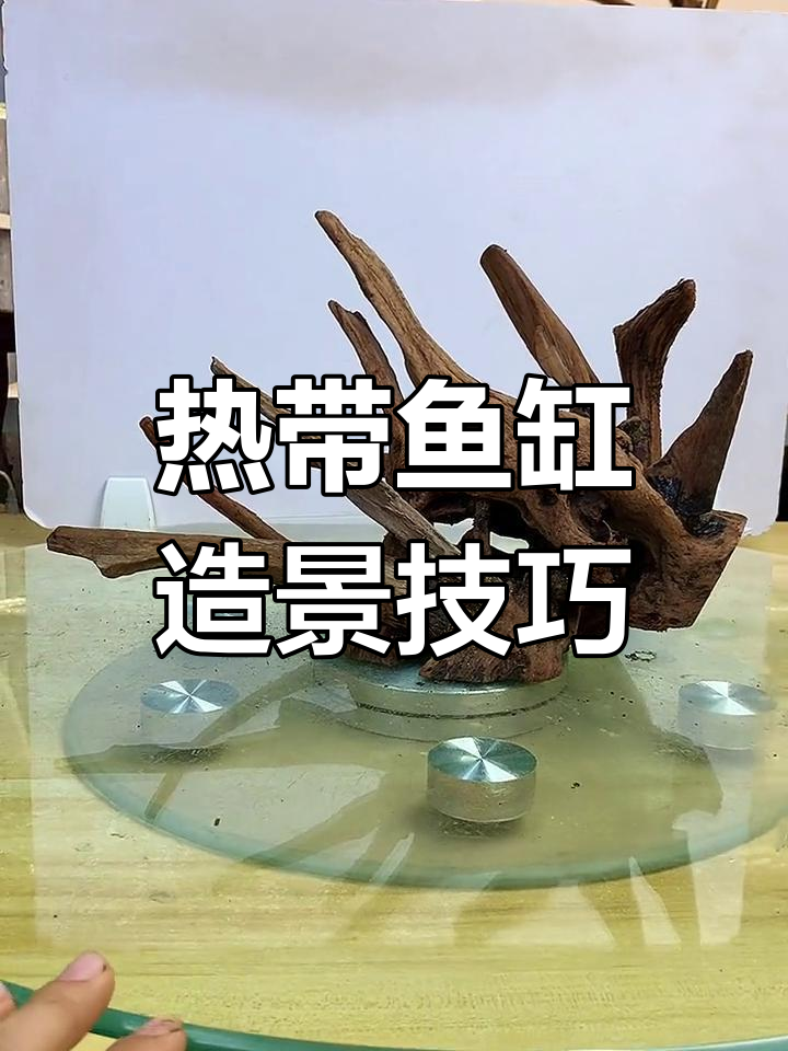 南美风格鱼缸造景,沉木与水草完美搭配